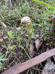 Pterostylis truncata