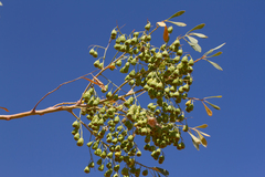 Codonocarpus cotinifolius