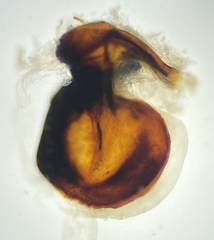 Pterostichus isabellae