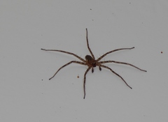 Selenops radiatus
