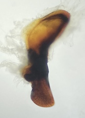 Pterostichus isabellae