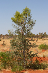 Codonocarpus cotinifolius