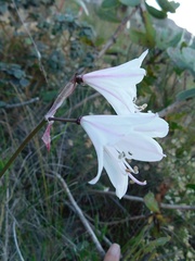 Nerine pudica