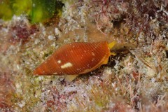 Probata barbadensis