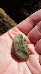 Eurynolambrus australis