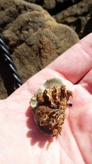 Eurynolambrus australis