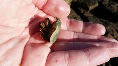 Eurynolambrus australis