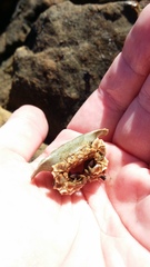 Eurynolambrus australis