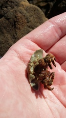 Eurynolambrus australis