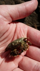 Eurynolambrus australis