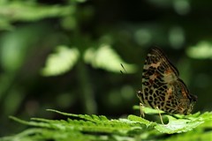 Symbrenthia hypselis