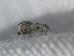 Nigma puella