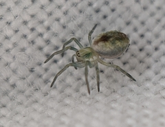 Nigma puella