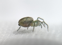 Nigma puella