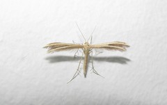 Pterophorus innotatalis