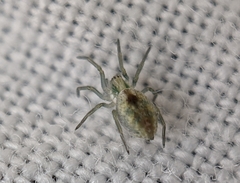 Nigma puella