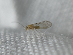 Trichopsocus