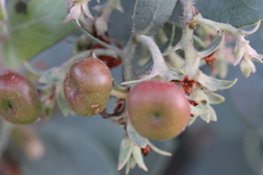 Arctostaphylos glutinosa