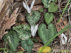 Cyclamen creticum