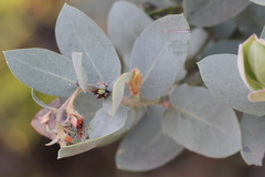 Arctostaphylos glutinosa