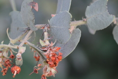 Arctostaphylos glutinosa