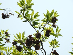 Terminalia calamansanai