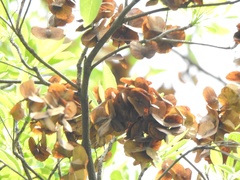Terminalia calamansanai