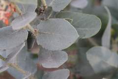Arctostaphylos glutinosa
