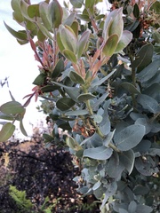 Arctostaphylos glutinosa