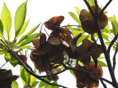 Terminalia calamansanai