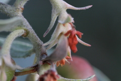 Arctostaphylos glutinosa