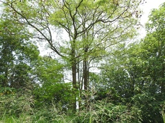 Terminalia calamansanai