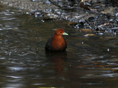 Rallina tricolor