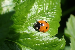 Coccinella septempunctata