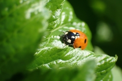 Coccinella septempunctata