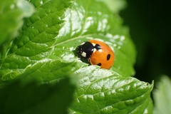Coccinella septempunctata
