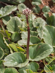 Valeriana asarifolia