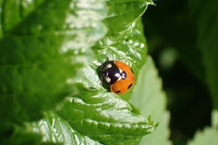Coccinella septempunctata