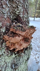Phellinus abietis