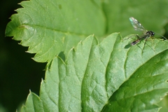 Ichneumonidae