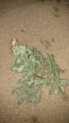 Chylismia claviformis