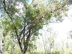 Eucalyptus latisinensis