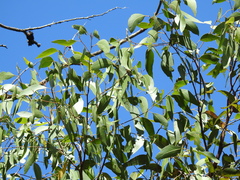 Eucalyptus latisinensis