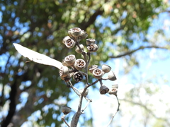Eucalyptus latisinensis