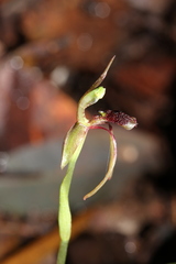 Chiloglottis diphylla