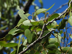 Eucalyptus latisinensis