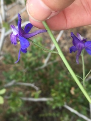 Delphinium parryi