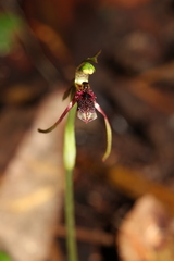 Chiloglottis diphylla