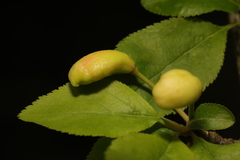 Taphrina pruni