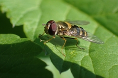 Syrphini